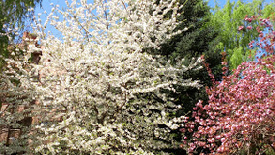 Martin Deunako Parkea