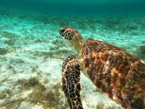 Uhaina Croisieres - Excursion Petite-Terre en Catamaran