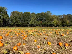 Snead's Farm