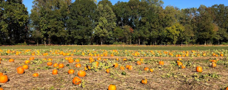 Snead's Farm