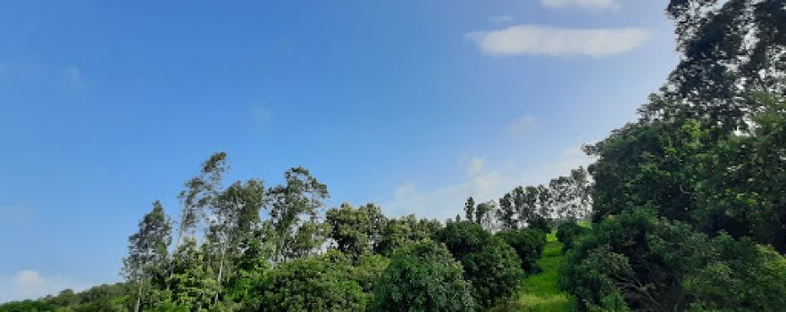 All Amina garden