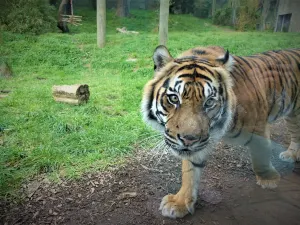 Zoo di Wellington