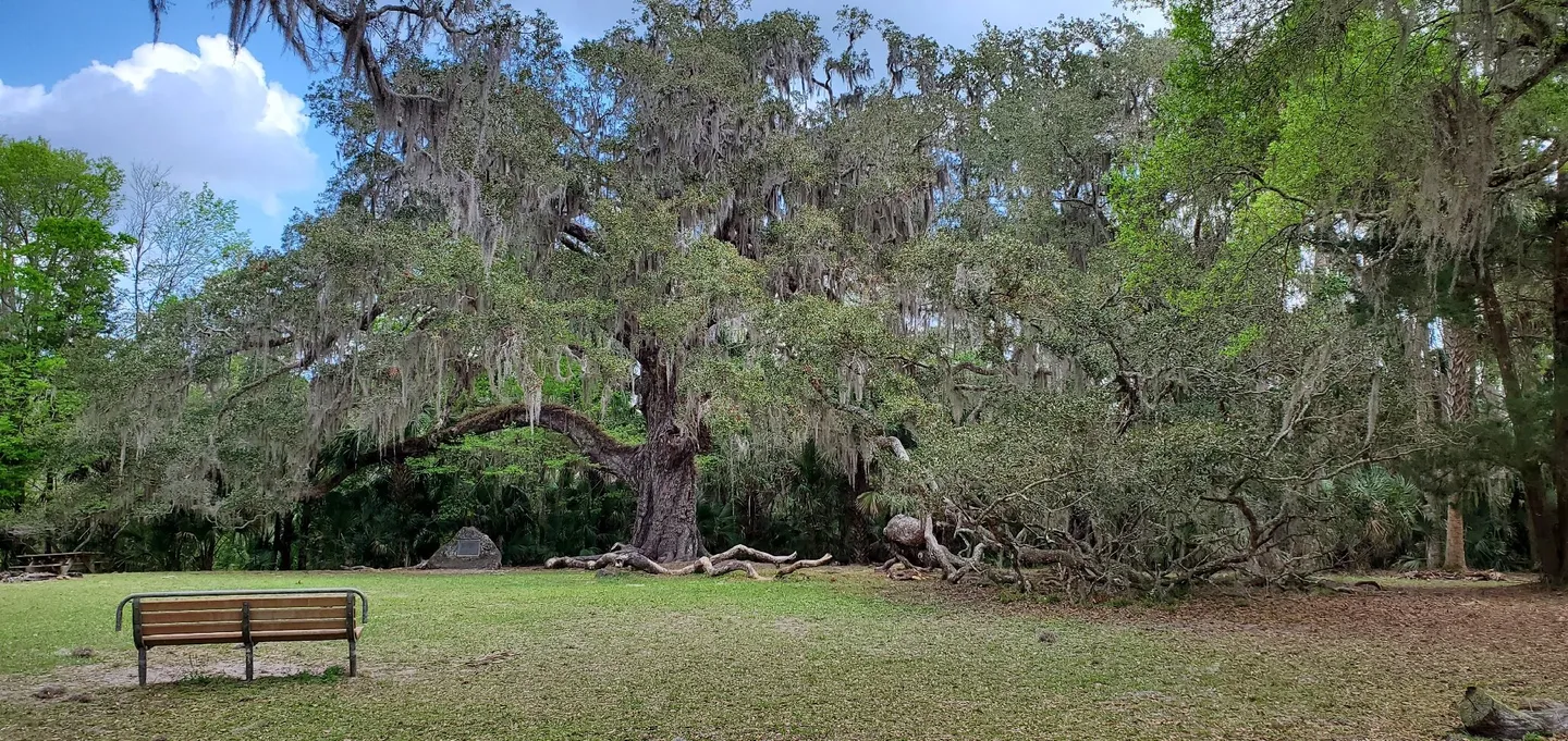 Bulow Creek State Park Tickets - 0HJ2512000h01yqg618DD W 1440 810 Q80.webp