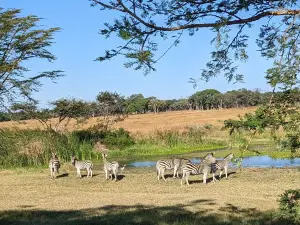 Mukuvisi Woodlands