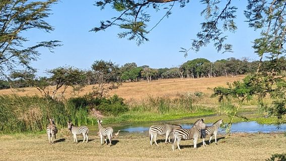 Harare