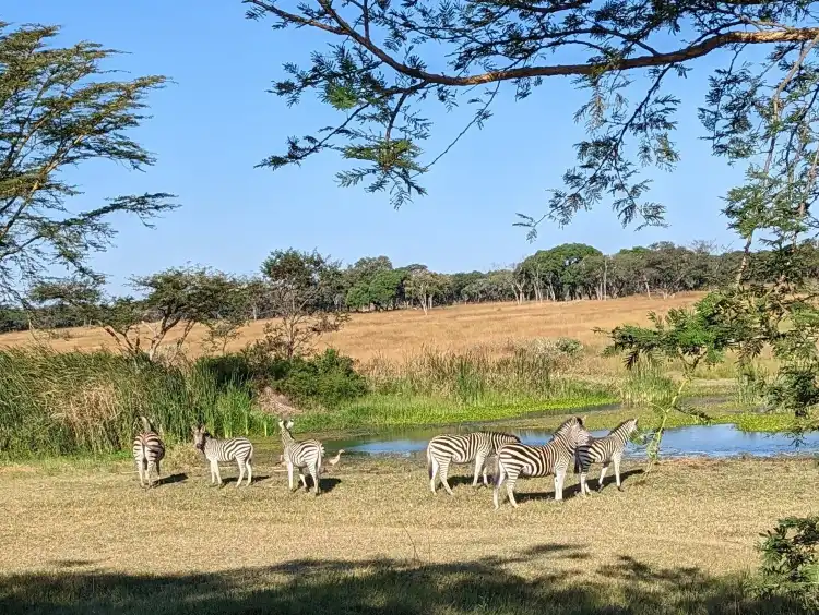 Hotels near Mukuvisi Woodlands