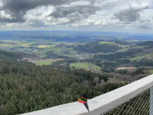 Waldwipfelweg