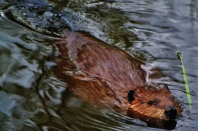 Beaver Boardwalk