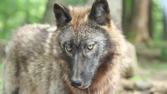 Penn's Cave and Wildlife Park