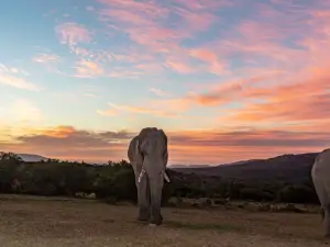 Barefoot Addo Elephant Lodge