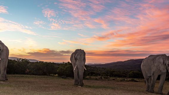 Barefoot Addo Elephant Lodge