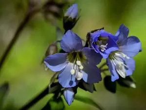 Shaw Nature Reserve