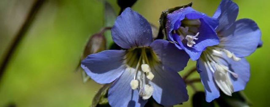 Shaw Nature Reserve