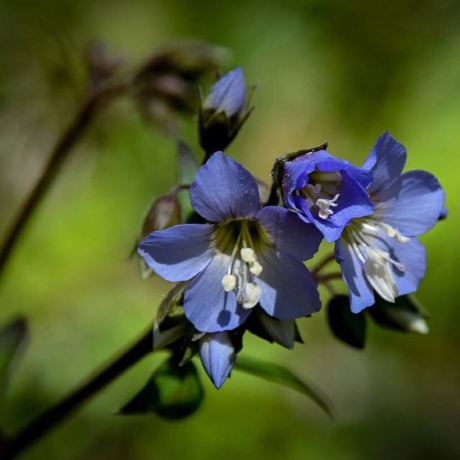 Shaw Nature Reserve