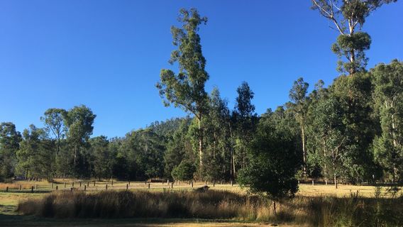 Murrindindi Scenic Reserve