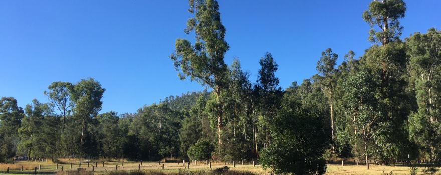 Murrindindi Scenic Reserve