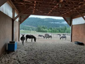Turtle Valley Donkey Refuge