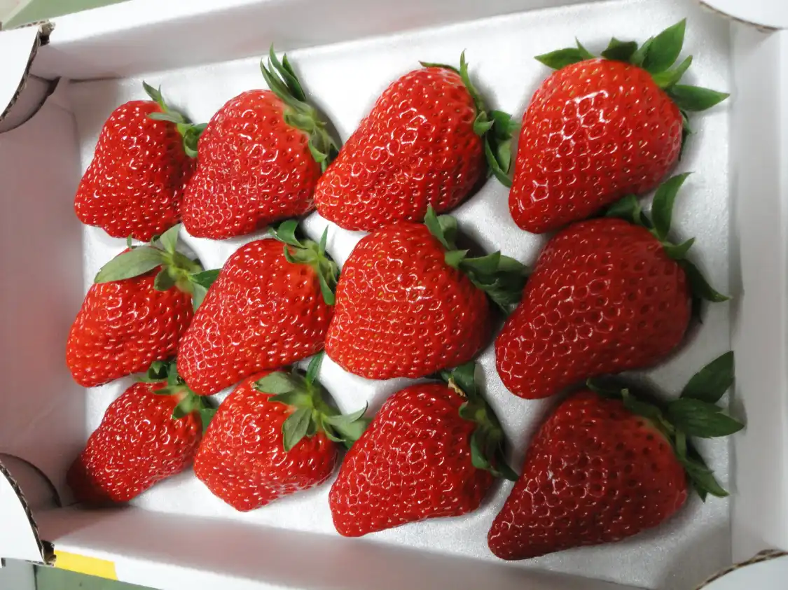 Hotel in zona Watanabe Strawberry Farm