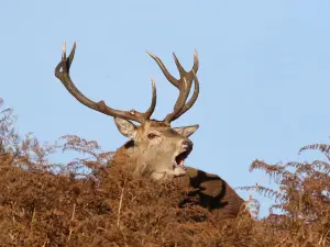 Bainloch Deer Park