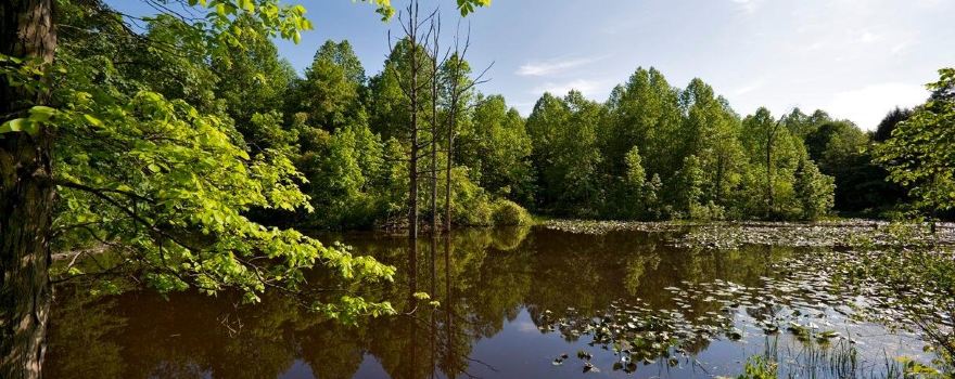 Morgan Swamp Nature Preserve