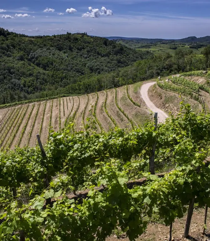 Dolegna del Collio