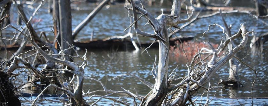 Emmons Pond Bog