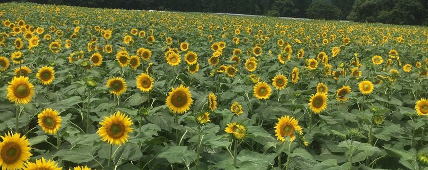Tsunan Sunflower Field
