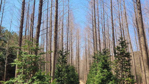 Beolyeong-ri Metasequoia Forest