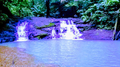 Sendero del Charco, Panama