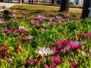Plaza Victoria Sinclair