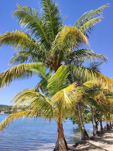 Tupelo to Roatan Flights