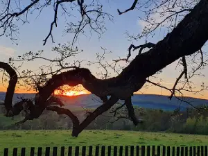The sessile oak of Mercheasa