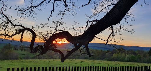 The sessile oak of Mercheasa