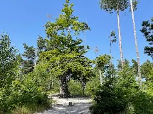 Belintash