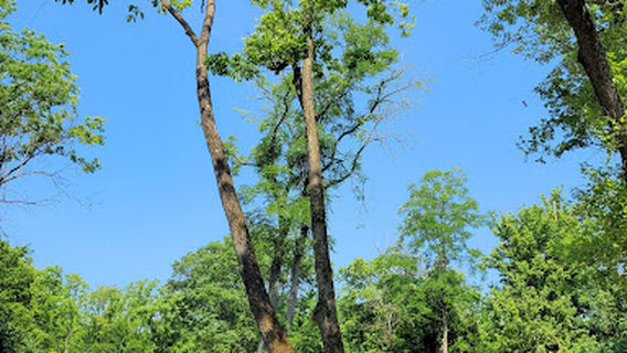 Rosemont Park Nature Reserve