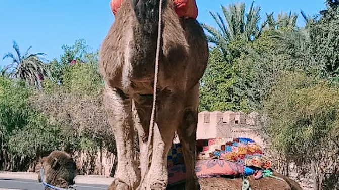 Buggy Cheval Quad & Dromadaire Marrakech activites