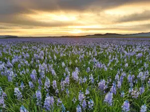 Camas Prairie Centennial Marsh Wildlife Management Area
