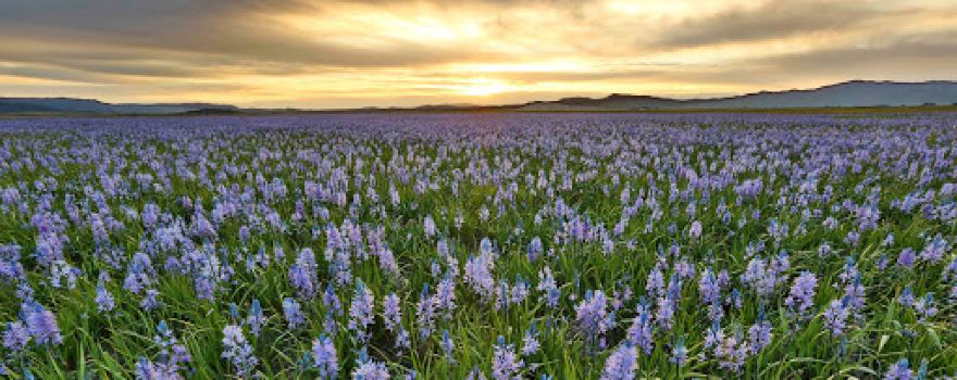 Camas Prairie Centennial Marsh Wildlife Management Area