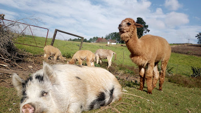 CryptIQ Escape Games