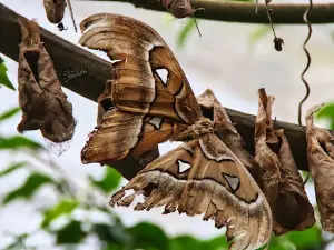 Butterfly House in Maximilian Hamm
