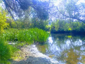 Park Sapera
