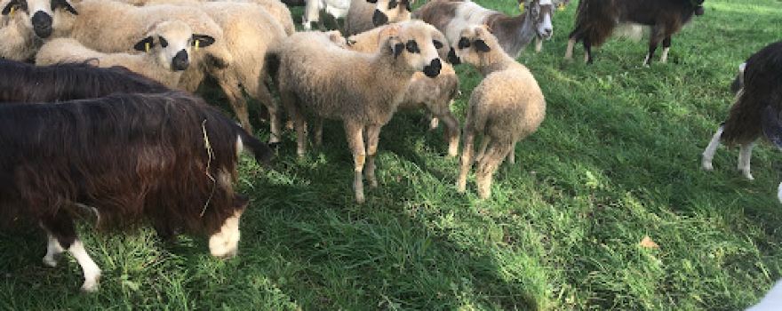 La ferme des ruminettes