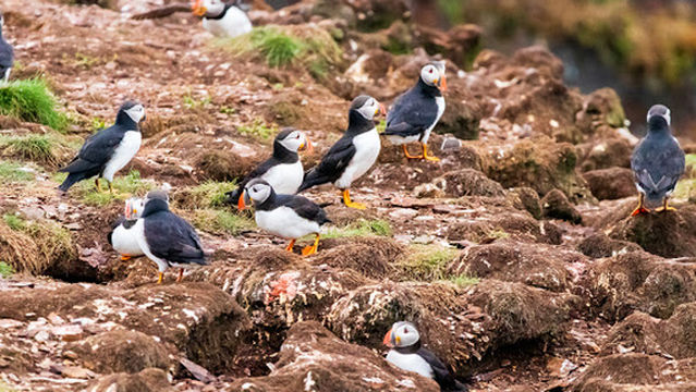 Elliston Municipal Park