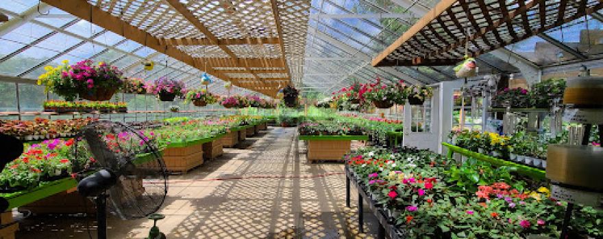Malanga Farms