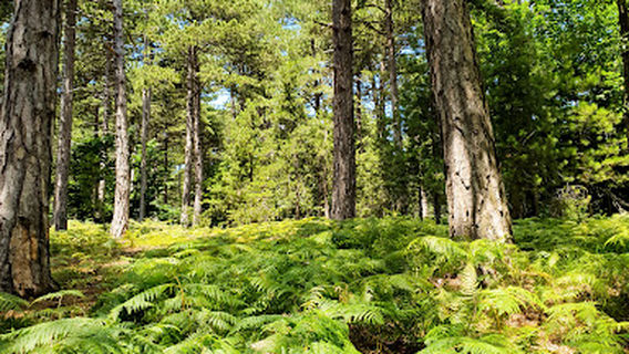 Tuzaklı Piknik Alanı