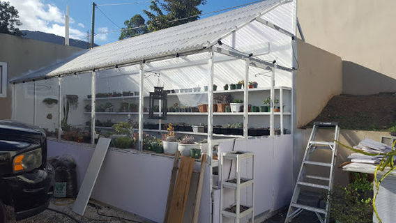 Miss Succulent Puerto Rico