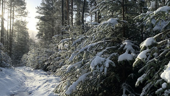 The Ian Baxter Picnic Area & Woodland Walks