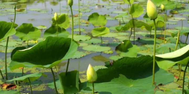 亞沙水生植物園