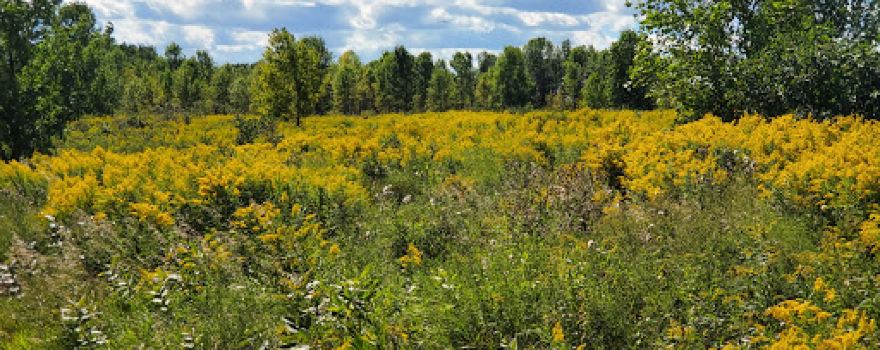 Two Creeks Buried Forest State Natural Area
