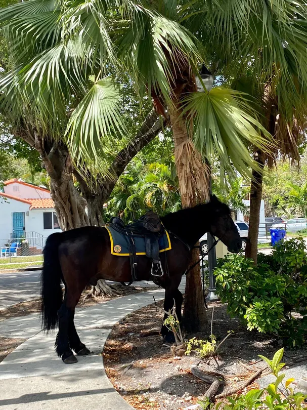 5_Calle Ocho Walk of Fame